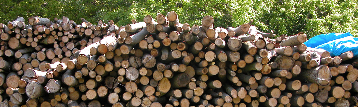 Hoe u goed droog brandhout kunt herkennen